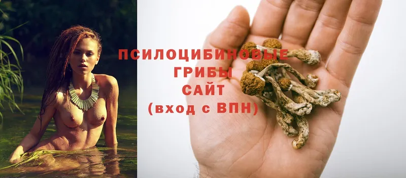 цена   Санкт-Петербург  Псилоцибиновые грибы GOLDEN TEACHER 